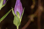 Catesby's gentian